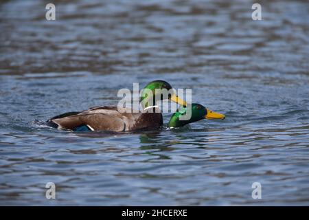 Mallard (Anas platyrhynchos) due draghi che combattono nel lago bassa Sassonia Germania Foto Stock