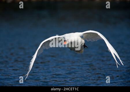 Mute Swan (Cygnus olor) decollo dal lago bassa Sassonia Germania Foto Stock