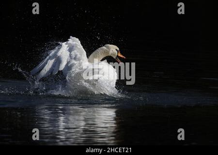 Mute Swan (Cygnus olor) bagno maschile e mostra sul lago bassa Sassonia Germania Foto Stock