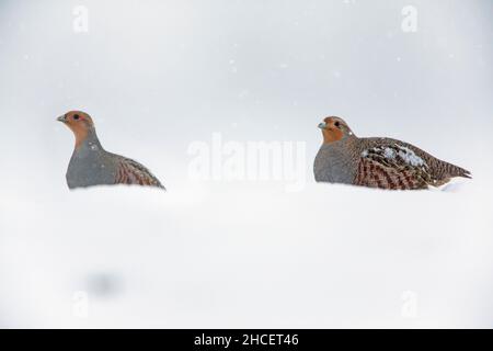 Gray / Partridge comune (Perdix perdix) su campo innevato in inverno bassa Sassonia Germania Foto Stock
