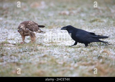 Raven (Corvus Corax) si avvicina Buzzard comune che si alimenta su carrione su campo di neve in inverno bassa Sassonia Germania Foto Stock