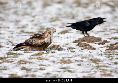 Red Kite (Milvus milvus) su campo con Raven in inverno bassa Sassonia Germania Foto Stock