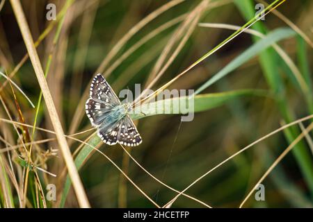 Una farfalla skipper a scacchi comune su un prato Foto Stock