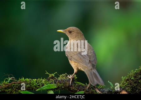 Thrush color argilla (Turdus grayi) aka robin color argilla. L'uccello nazionale del Costa Rica. Foto Stock