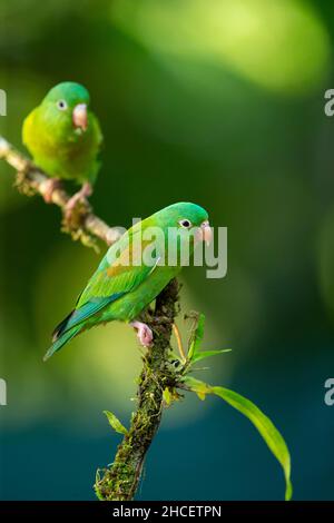 Arancio-chinned parrocchetto (Brotogeris jugularis) Foto Stock