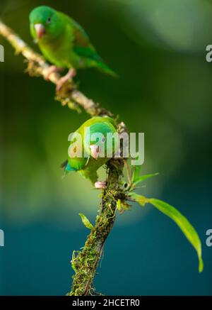 Arancio-chinned parrocchetto (Brotogeris jugularis) Foto Stock