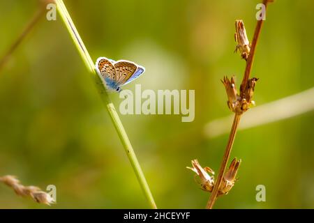 Una farfalla blu con borchie d'argento su un prato Foto Stock