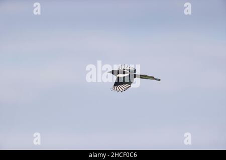 Comune magpie (Pica pica) volo adulto, Suffolk, Inghilterra, novembre Foto Stock