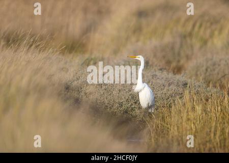Grande Egret (Ardea alba) adulto in piedi sulla palude, Suffolk, Inghilterra, dicembre Foto Stock