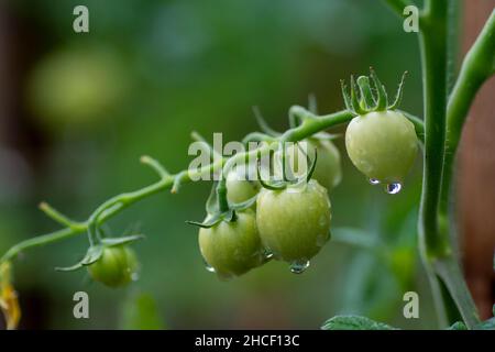 Tomatos organici verdi non maturi (Solanum lycopersicum) che crescono nell'orto. Foto Stock