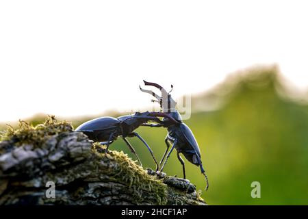 Due maschi europei di scarabeo (Lucanus cervicus) che combattono / lottano con grandi mandibole / mascelle sul territorio in estate Foto Stock