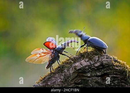 Due maschi europei di scarabeo (Lucanus cervicus) che combattono / lottano con grandi mandibole / mascelle sul territorio al crepuscolo in estate Foto Stock