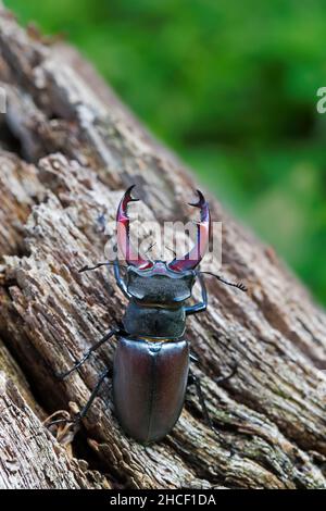 Maschio europeo del coleottero (Lucanus cerco) con grandi mandibole / mascelle che si arrampicano sul legno marcio di ceppo di albero in foresta in estate Foto Stock