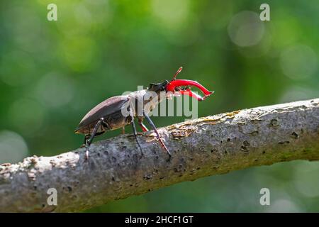 Maschio europeo del coleottero (Lucanus cervicus) con grandi mandibole / mascelle che camminano sul ramo dell'albero nella foresta in estate Foto Stock