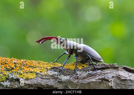 Maschio europeo del coleottero (Lucanus cervicus) con grandi mandibole / mascelle che camminano sul ramo dell'albero nella foresta in estate Foto Stock