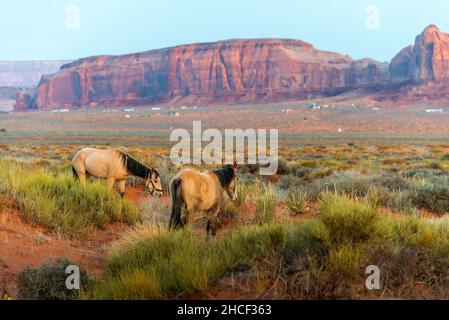 Due cavalli pascolano sull'erba nella Monument Valley Foto Stock