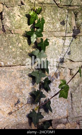 Una colonna di edera strisciante 'Hedera Helix' aggrappata ad un vecchio muro di pietra nella luce del sole d'autunno Foto Stock