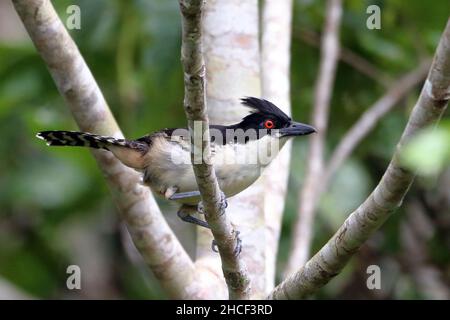 Maschio Grande Antshrike (Taraba maggiore) arroccato tra i rami di un albero Foto Stock