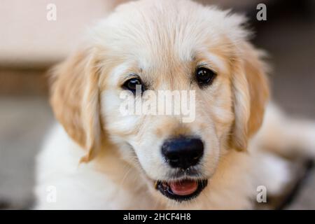 Felice sorridente Golden Retriever Puppy con la lingua fuori Foto Stock