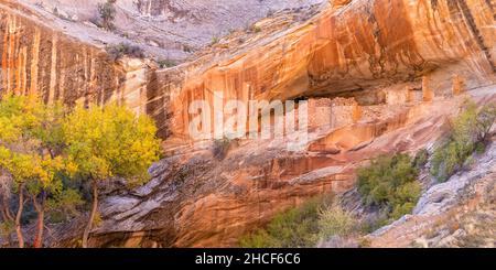 Monarch Cave Cliff, ben conservato, dimora di colore autunnale su Comb Ridge Off Butler Wash in Bears Ears il National Monument si trova nel sud-est dello Utah. Foto Stock