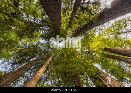 Gli alberi costieri di sequoia si estendono verso il cielo in Simpson Reed Grove in Jedediah Smith Redwoods state Park, Crescent City, California. Foto Stock