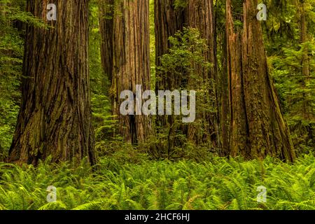 I ferni di spada circondano la base di sequoie giganti il Simpson Reed Grove in Jedediah Smith Redwoods state Park, Crescent City, California. Foto Stock