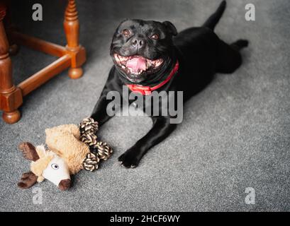 Happy Staffordshire Bull Terrier cane sdraiato su tappeto con una renna giocattolo di fronte a lui. Guarda la telecamera sorridendo. Foto Stock