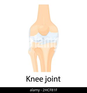 Illustrazione vettoriale isolata dell'articolazione del ginocchio, design piatto. Legamenti del ginocchio. Legamenti crociati anteriore e posteriore, rotuleo e quadricipite, tendo Illustrazione Vettoriale