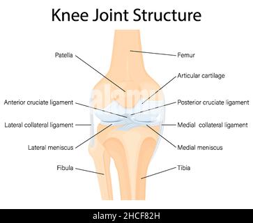 Anatomia articolare delle ginocchia umane. Legamenti del ginocchio. Legamenti crociati anteriori e posteriori, rotulei e quadricipiti, tendini, collari mediali e laterali Illustrazione Vettoriale