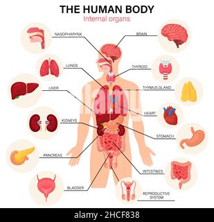 Diagramma degli organi interni del corpo umano poster infografico piatto con icone nomi delle immagini posizione e definizioni illustrazione vettoriale. Cuore e cervello, fegato Illustrazione Vettoriale