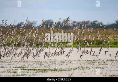 Gregge di Dowitchers a lungo fatturato (Lignodromus sculopaceus) che volano su un lago. Houston, Texas, Stati Uniti. Foto Stock