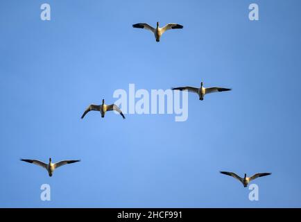 Un gregge di oche della neve migrante (Anser caerulescens) che vola in alto. Houston, Texas, Stati Uniti. Foto Stock