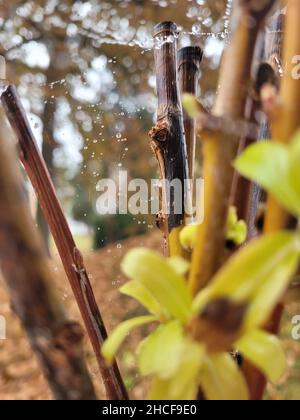 Selettivo di un ragnatela su bastoni di bambù con gocce d'acqua Foto Stock