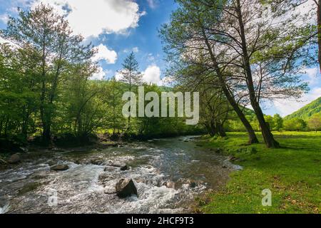 il piccolo fiume di montagna scorre attraverso la valle. bellissimo paesaggio naturale alla luce del mattino. alberi sulla riva erbosa. prato in lontananza. Foto Stock