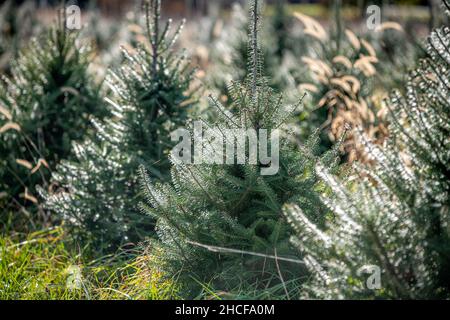 Un campo di alberi di Natale che crescono in una fattoria Foto Stock