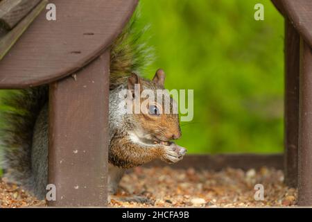 Primo piano di uno scoiattolo grigio che mangia noci e semi all'interno di un tavolo per l'alimentazione degli uccelli. Di fronte a destra e tenendo una arachidi. Nome scientifico : Sciurus carolin Foto Stock