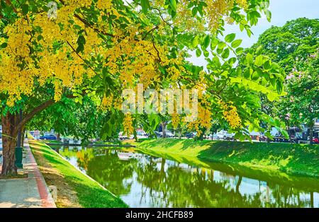 Il fiorente albero giallo caragana nel parco dal Vecchio Moat, Chiang mai, Thailandia Foto Stock