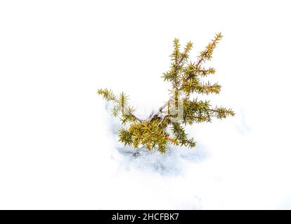 la segatura del pino che emerge da sotto il denso strato di neve Foto Stock