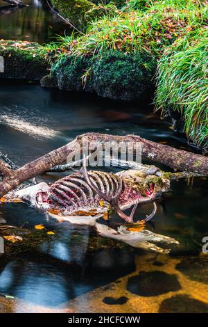 Un morto di cervo rosso nel fiume Dart, Dartmoor Park, Devon, Inghilterra Foto Stock