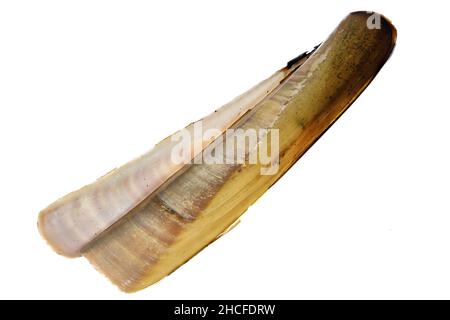 Il clam atlantico del Jackknife (Ensis directus) dalla costa olandese del Mare del Nord isolato su sfondo bianco Foto Stock