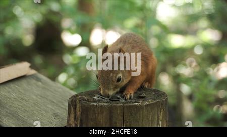 Primo piano di un carino scoiattolo rosso con lunghe orecchie appuntite in una scena estiva. Scoiattolo seduto sul moncone e mangiare semi su sfondo di foresta sfocato. Foto Stock
