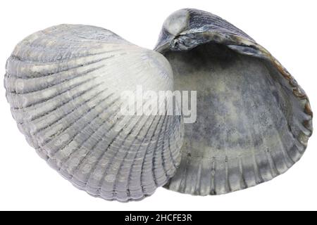 Cocca comune (Cerastoderma edule) dalla costa olandese del Mare del Nord isolato su sfondo bianco Foto Stock