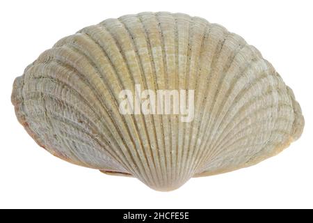 Cocca comune (Cerastoderma edule) dalla costa olandese del Mare del Nord isolato su sfondo bianco Foto Stock