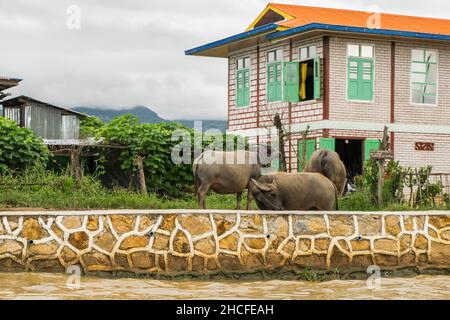 Tre bufali d'acqua che pascolo sulla vegetazione vicino ad una banca di fiume lungo il lago Inle, la regione di Shan Myanmar Foto Stock