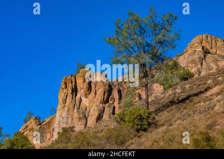 Pino grigio con formazioni vulcaniche di Pinnacles, fatte di breccia vulcanica erosa, vista dal Condor Gulch Trail nel Pinnacles National Park, California, Foto Stock