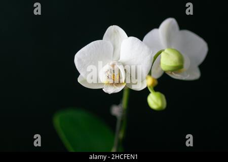 Una bella mini orchidea phal bianco isolato su uno sfondo nero. Foto Stock