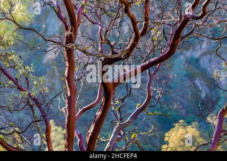 Manzanita grande a bacca, Manzanita glauca, nel chaparral del Parco Nazionale dei Pinnacoli, California, USA Foto Stock