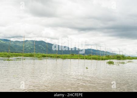 Giardini galleggianti e terreni agricoli nel lago Inle, Myanmar, che mostrano la vita rurale della popolazione birmana nella regione di Shan, Birmania, sud-est asiatico Foto Stock