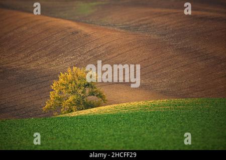 Albero nel mezzo delle belle colline ondulate della Toscana Morava nella Repubblica Ceca Foto Stock