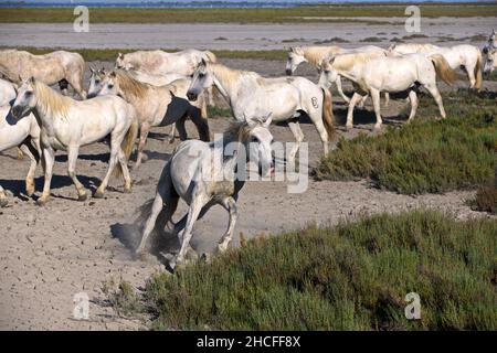 Mandria di cavalli bianchi che vagano sulla pianura costiera della Camargue in Francia su un dat soleggiato Foto Stock